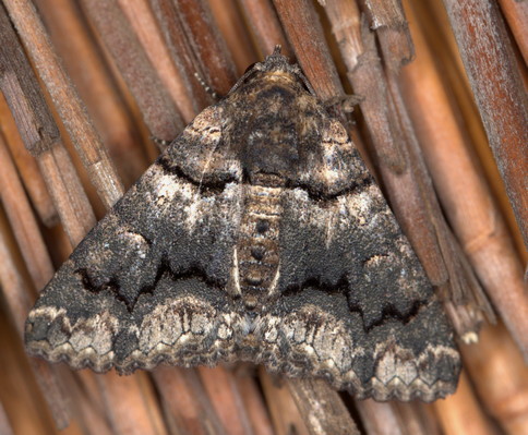 /filer/webapps/moths/media/images/A/atrifusa_Pericyma_A_Heyns_10.JPG