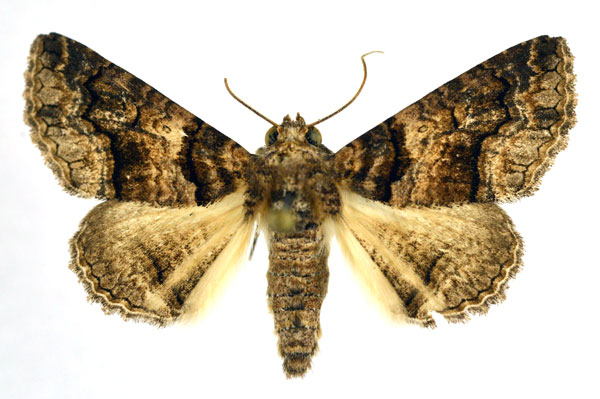 /filer/webapps/moths/media/images/A/atrifusa_Pericyma_A_NHMO.jpg