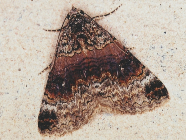 /filer/webapps/moths/media/images/A/atrifusa_Pericyma_A_Roland.jpg