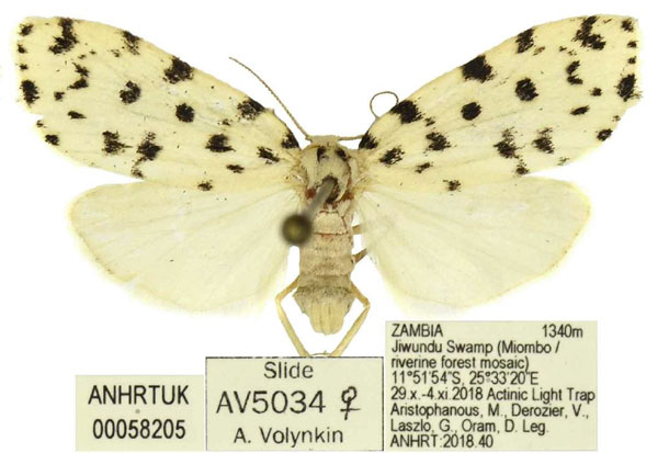 /filer/webapps/moths/media/images/A/atriguttata_Siccia_AF_ANHRT.jpg