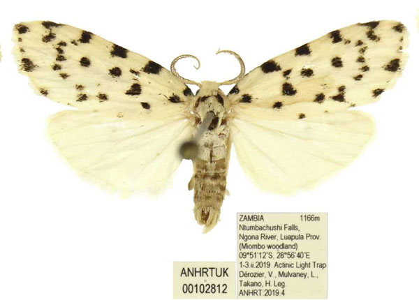 /filer/webapps/moths/media/images/A/atriguttata_Siccia_AM_ANHRT.jpg