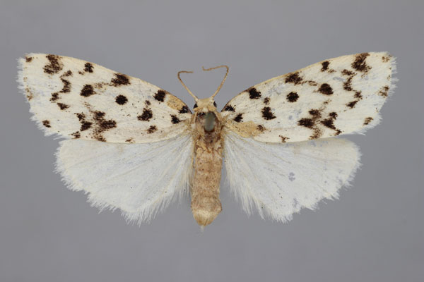 /filer/webapps/moths/media/images/A/atriguttata_Siccia_PLT_BMNH.jpg