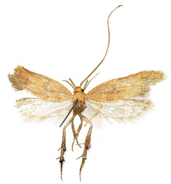 /filer/webapps/moths/media/images/A/atrihispida_Eridachtha_HT_NIBR.jpg