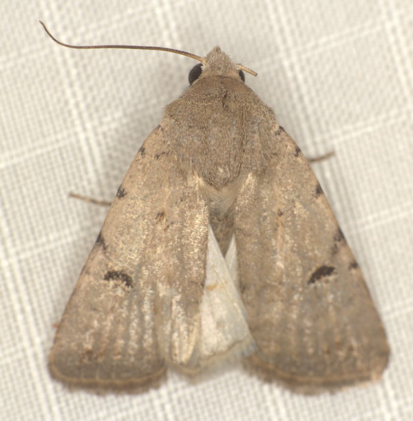 /filer/webapps/moths/media/images/A/atriluna_Caradrina_A_Heyns_01.jpg
