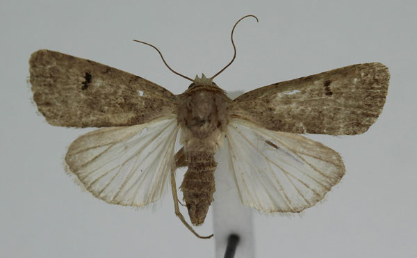 /filer/webapps/moths/media/images/A/atriluna_Caradrina_A_JMonks_01.jpg