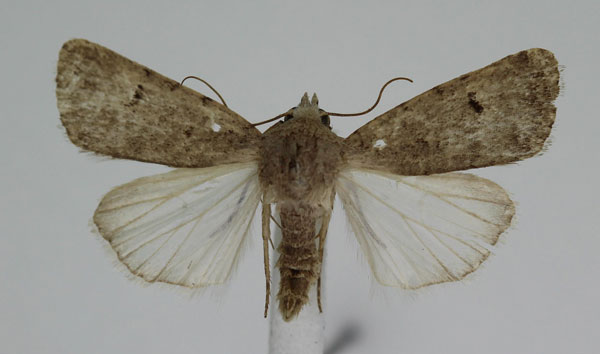 /filer/webapps/moths/media/images/A/atriluna_Caradrina_A_JMonks_02.jpg