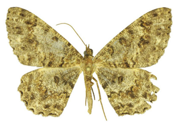 /filer/webapps/moths/media/images/A/atrilunaria_Afroracotis_AF_ANHRT.jpg