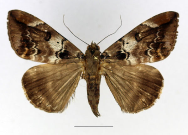 /filer/webapps/moths/media/images/A/atrimacula_Achaea_AM_Basquin.jpg