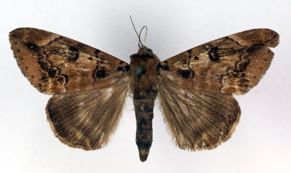 /filer/webapps/moths/media/images/A/atrimacula_Achaea_A_RMCA.jpg