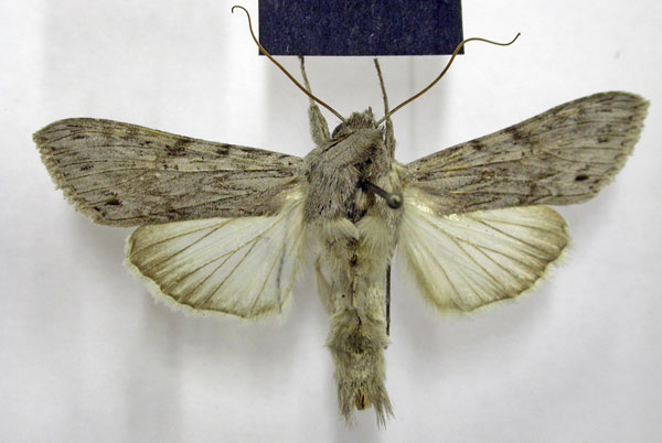 /filer/webapps/moths/media/images/A/atrimacula_Cucullia_AM_TMSA.jpg