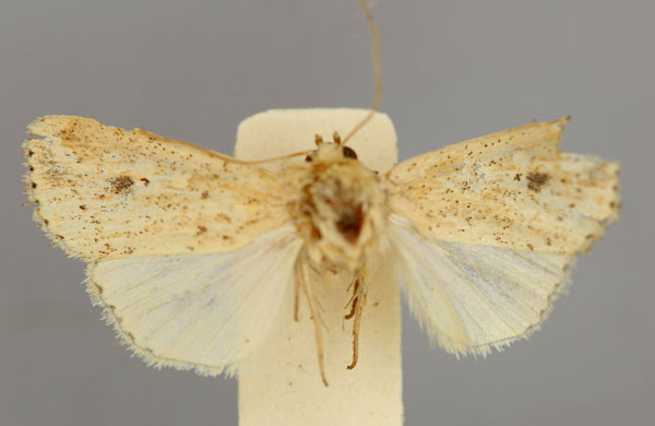 /filer/webapps/moths/media/images/A/atrimacula_Leucania_A_RMCA.jpg