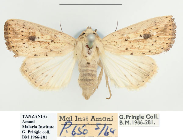 /filer/webapps/moths/media/images/A/atrimacula_Mythimna_AF_BMNH.jpg