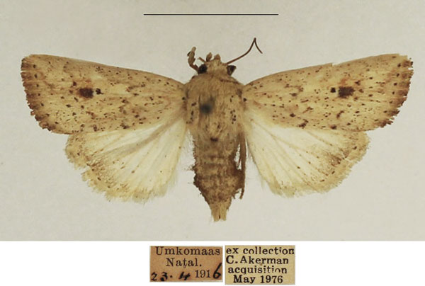 /filer/webapps/moths/media/images/A/atrimacula_Mythimna_AF_TMSA_01.jpg