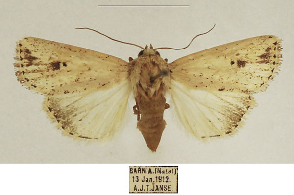 /filer/webapps/moths/media/images/A/atrimacula_Mythimna_AF_TMSA_02.jpg