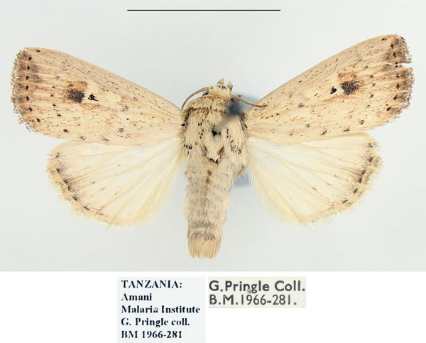 /filer/webapps/moths/media/images/A/atrimacula_Mythimna_AM_BMNH.jpg