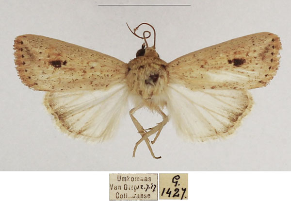 /filer/webapps/moths/media/images/A/atrimacula_Mythimna_AM_TMSA_01.jpg