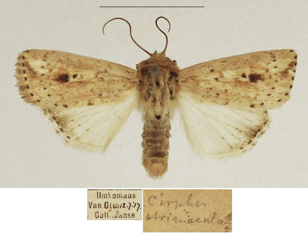 /filer/webapps/moths/media/images/A/atrimacula_Mythimna_AM_TMSA_02.jpg