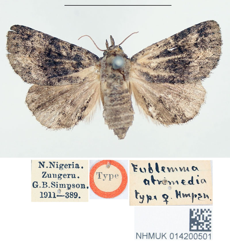 /filer/webapps/moths/media/images/A/atrimedia_Eublemma_HT_BMNH.jpg