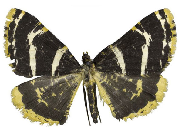 /filer/webapps/moths/media/images/A/atrinivosa_Rhodochanna_HT_Staude.jpg
