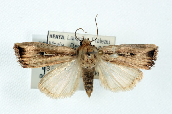 /filer/webapps/moths/media/images/A/atrinota_Leucania_AF_BOLD.jpg