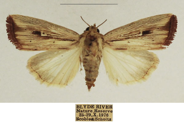 /filer/webapps/moths/media/images/A/atrinota_Leucania_AF_TMSA_01.jpg