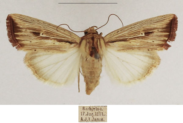 /filer/webapps/moths/media/images/A/atrinota_Leucania_AF_TMSA_02.jpg