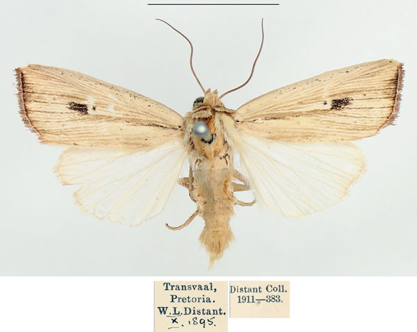 /filer/webapps/moths/media/images/A/atrinota_Leucania_AM_BMNH_01.jpg