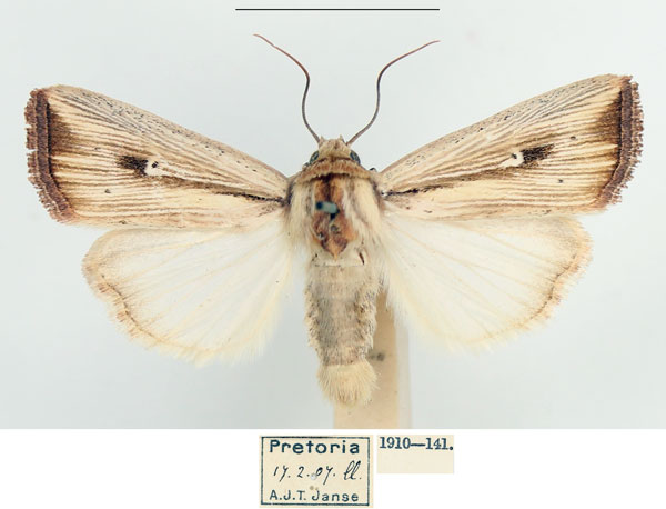 /filer/webapps/moths/media/images/A/atrinota_Leucania_AM_BMNH_02.jpg