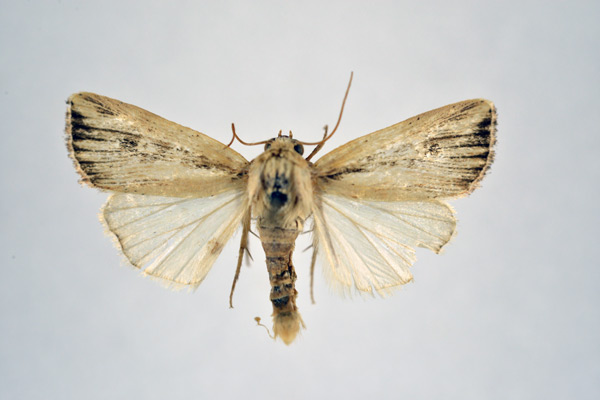 /filer/webapps/moths/media/images/A/atrinota_Leucania_AM_NHMO.jpg
