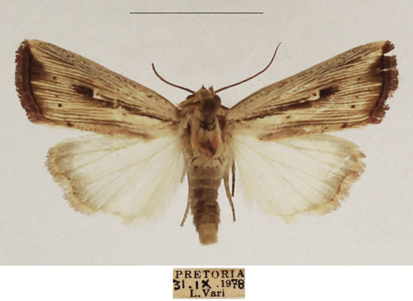 /filer/webapps/moths/media/images/A/atrinota_Leucania_AM_TMSA_01.jpg