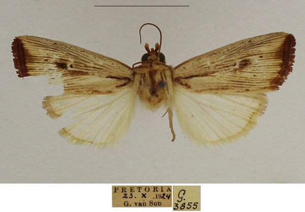 /filer/webapps/moths/media/images/A/atrinota_Leucania_AM_TMSA_02.jpg
