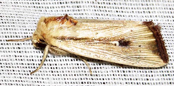 /filer/webapps/moths/media/images/A/atrinota_Leucania_A_Braun_12.jpg