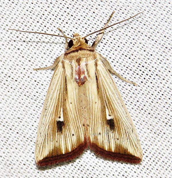 /filer/webapps/moths/media/images/A/atrinota_Leucania_A_Braun_13.jpg