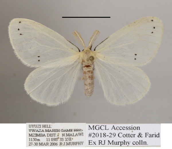 /filer/webapps/moths/media/images/A/atrinotata_Pirgula_A_MGCLa_01.JPG