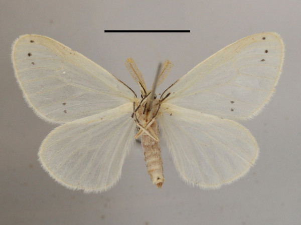 /filer/webapps/moths/media/images/A/atrinotata_Pirgula_A_MGCLb_01.JPG