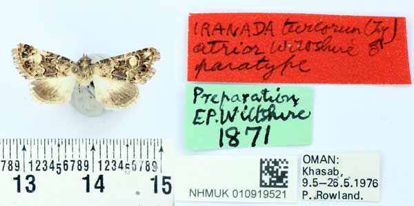 /filer/webapps/moths/media/images/A/atrior_Iranada_PT_BMNH.jpg