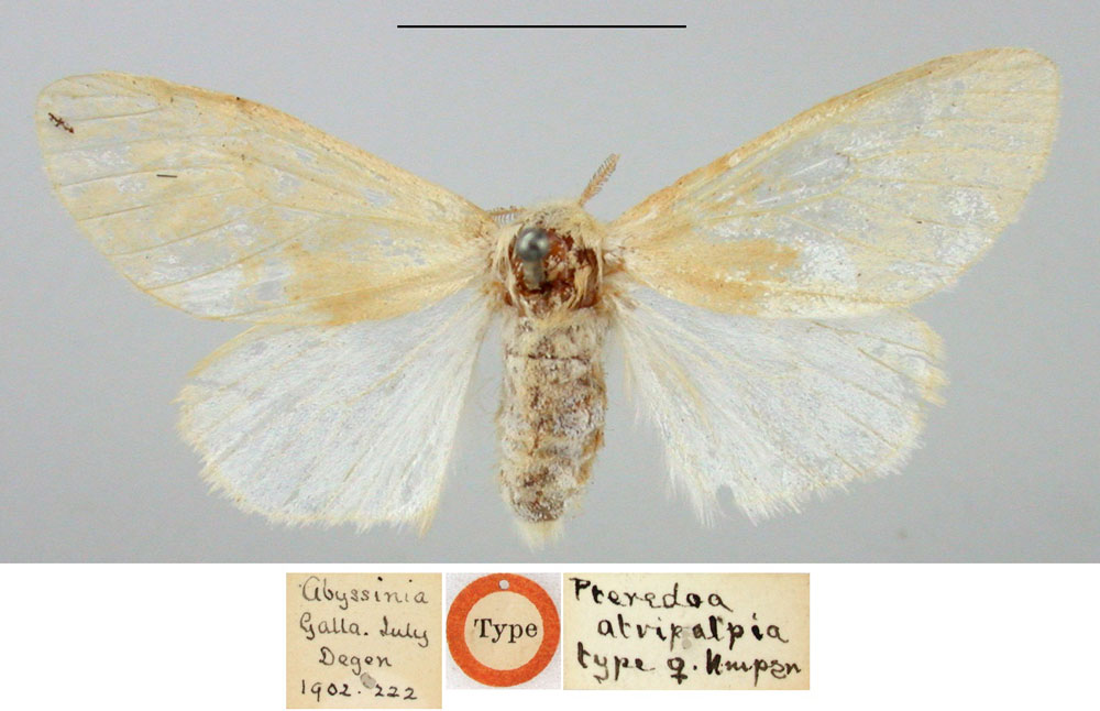 /filer/webapps/moths/media/images/A/atripalpia_Pteredoa_STF_BMNH.jpg