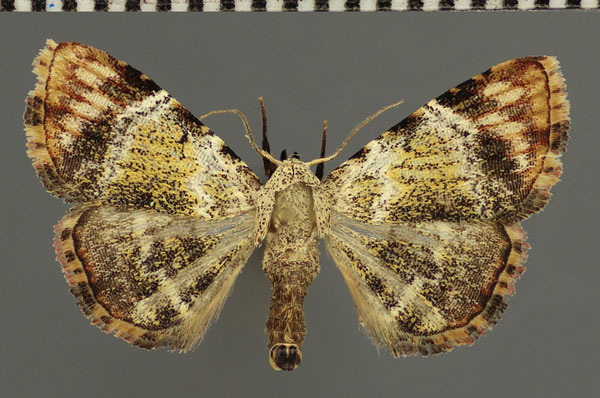 /filer/webapps/moths/media/images/A/atripalpis_Haemaphlebia_AM_Fiebig.jpg