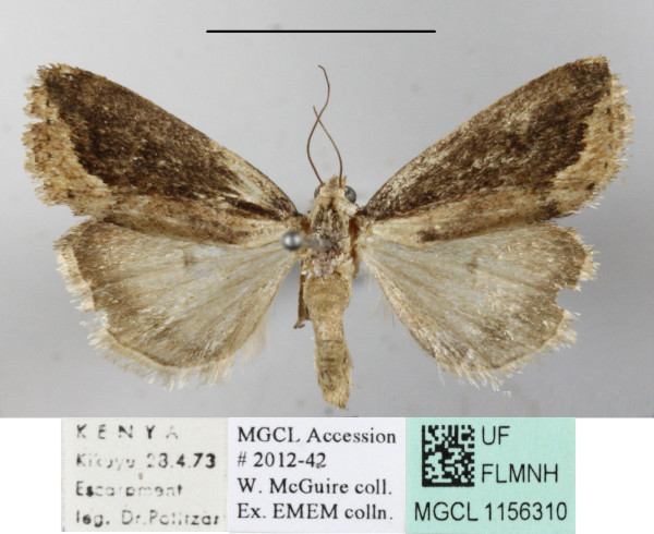 /filer/webapps/moths/media/images/A/atripars_Emmelia_A_MGCLa_01.JPG