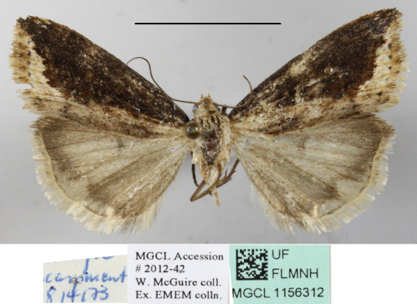 /filer/webapps/moths/media/images/A/atripars_Emmelia_A_MGCLa_02.JPG