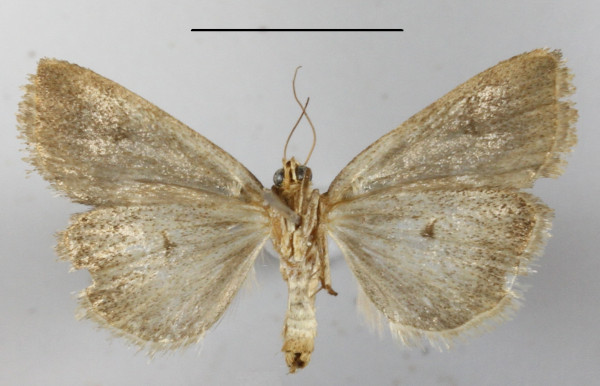 /filer/webapps/moths/media/images/A/atripars_Emmelia_A_MGCLb_01.JPG