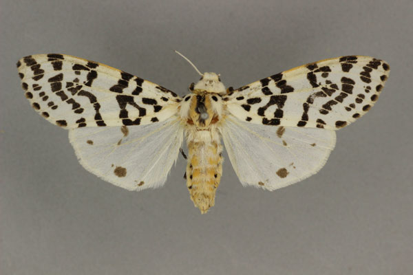 /filer/webapps/moths/media/images/A/atripes_Paralpenus_AF_BMNH.jpg