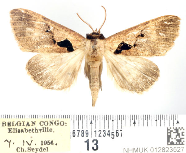 /filer/webapps/moths/media/images/A/atriplaga_Anoba_AF_BMNH_02.jpg