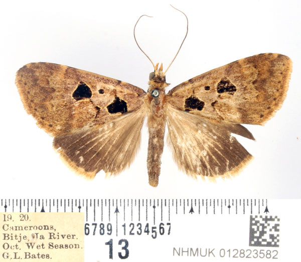 /filer/webapps/moths/media/images/A/atriplaga_Hypaetra_AF_BMNH.jpg