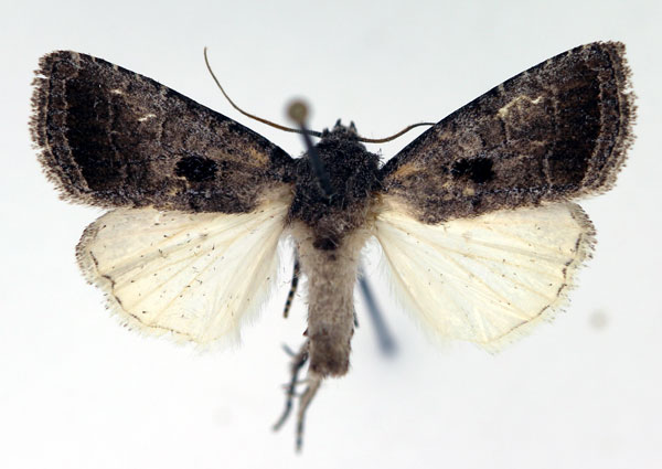 /filer/webapps/moths/media/images/A/atriplaga_Syrrusoides_AM_Aulombard.jpg