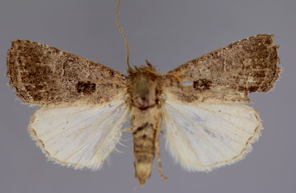 /filer/webapps/moths/media/images/A/atriplaga_Trachea_A_RMCA_01.jpg