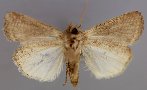 /filer/webapps/moths/media/images/A/atriplaga_Trachea_A_RMCA_02.jpg