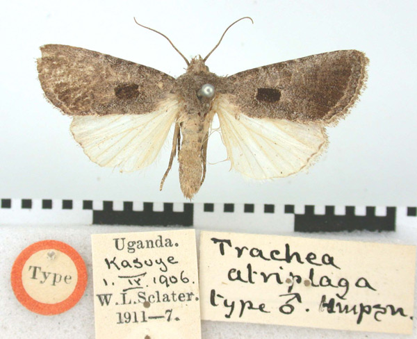 /filer/webapps/moths/media/images/A/atriplaga_Trachea_HT_BMNH.jpg