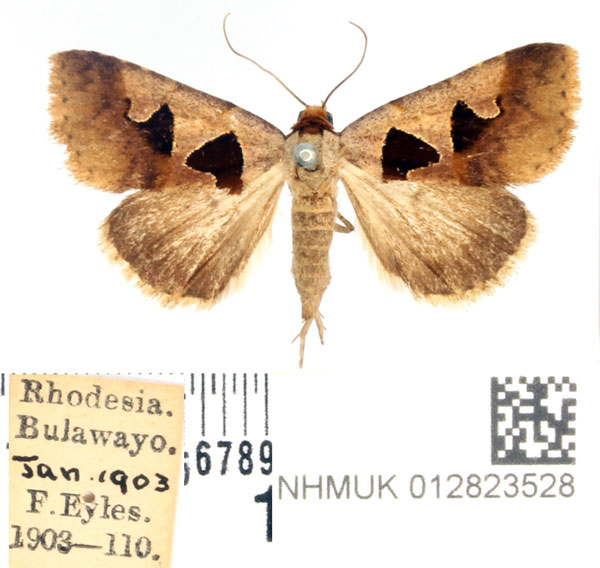 /filer/webapps/moths/media/images/A/atripuncta_Anoba_AF_BMNH_01.jpg