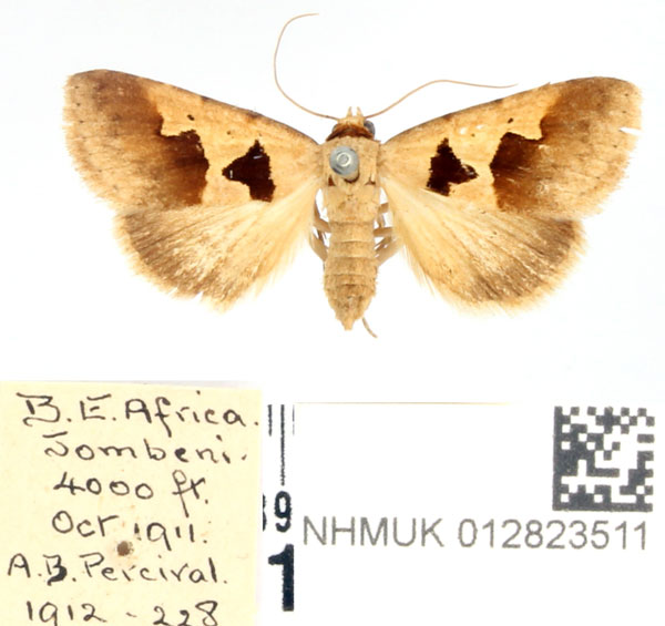 /filer/webapps/moths/media/images/A/atripuncta_Anoba_AF_BMNH_02.jpg